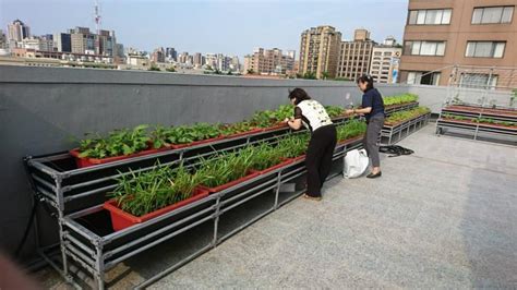 頂樓種菜|都市頂樓種菜，綠化屋頂、降低溫度，節能減碳又環保